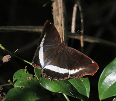 Eurytela hiarbas