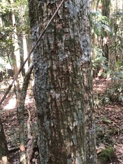 Anthocarapa nitidula