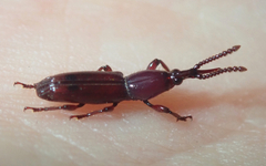 Hyperephanus