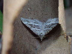 Chrysolarentia subrectaria
