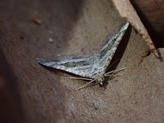 Chrysolarentia subrectaria
