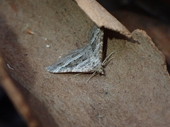Chrysolarentia subrectaria