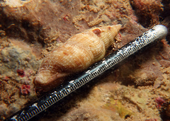 Colubraria