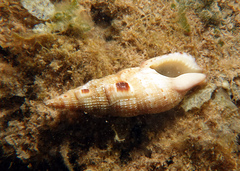 Colubraria