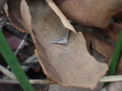 Chrysolarentia subrectaria