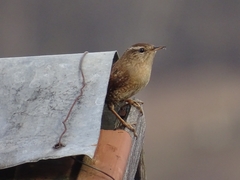 Troglodytes troglodytes