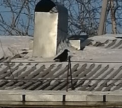 Corvus corone
