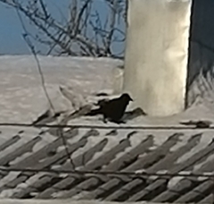 Corvus corone