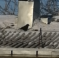 Corvus corone