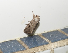 Spodoptera cilium