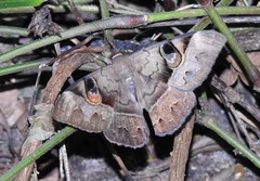 Cyligramma magus