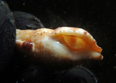 Colubraria