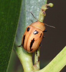 Calomela crassicornis