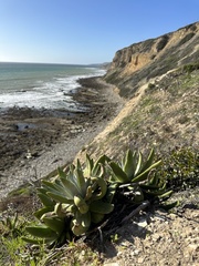 Dudleya virens insularis