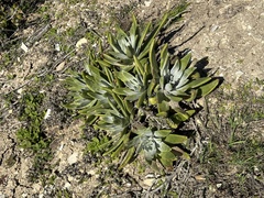 Dudleya virens insularis