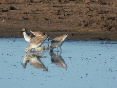 Calidris himantopus