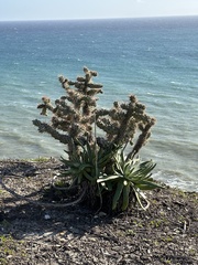 Dudleya virens insularis