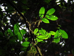 Anthocarapa nitidula