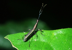 Brentidae