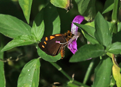 Metisella metis