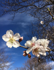 Prunus amygdalus