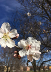 Prunus amygdalus