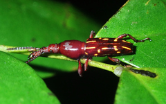 Estenorhinus
