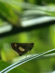 Oriens paragola