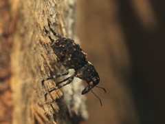 Sphinctotropis paviei
