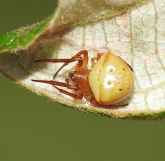 Araneus cyrtarachnoides