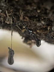 Episcapha quadrimacula