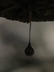 Episcapha quadrimacula