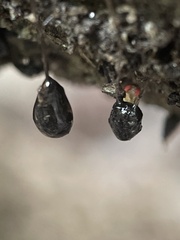 Episcapha quadrimacula