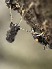 Episcapha quadrimacula