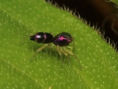 Phintella vittata