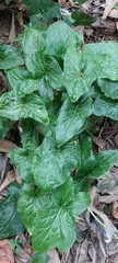 Arum italicum