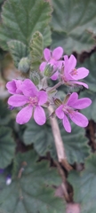 Erodium malacoides