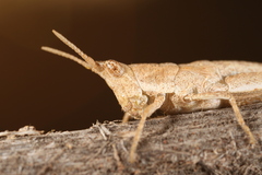Pyrgomorpha granosa