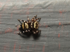 Thorelliola ensifera