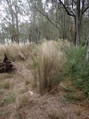 Austrostipa ramosissima