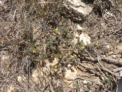 Aspalathus candidula