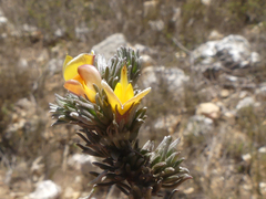 Aspalathus candidula