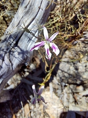 Lithotoma anethifolia