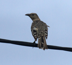 Chlamydera nuchalis