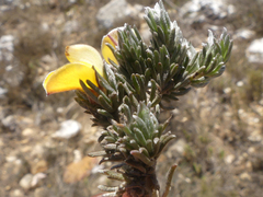 Aspalathus candidula