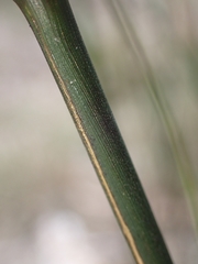 Austrostipa ramosissima