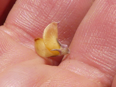 Aspalathus candidula