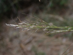 Austrostipa ramosissima