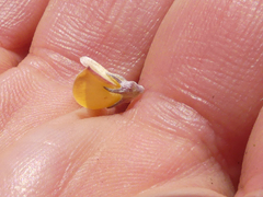 Aspalathus candidula