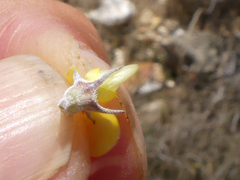 Aspalathus candidula